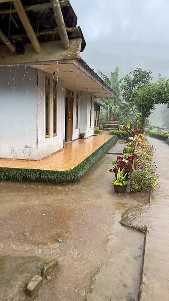 The serenity of rain falling in the village #rain