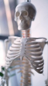 Model showing human skeleton anatomy for academic, medical, clinic, museum, and healthcare use
