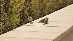 Three sparrows are jumping on concrete railings, basking in the sun merrily and chirping in unison. Life of wild birds.