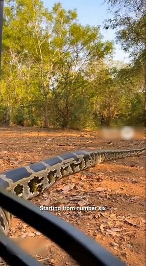 Top 6 Biggest Snakes Ever Recorded 🐍🌍 | Giant Snakes #TopSix #Wildlife #Nature