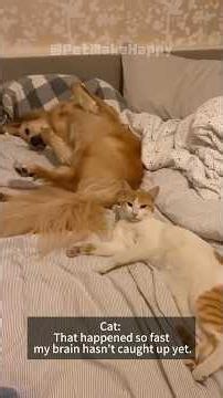 When Cats and Dogs Live Together… Absolute Madness 😂 #funny #pets #cat #dog