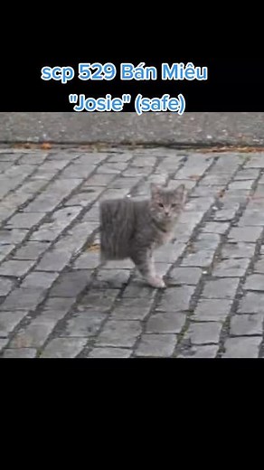 scp 529 #scp_222_th_j #team_scp_vietnam #scp