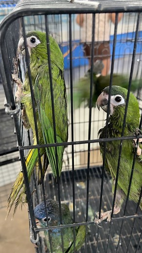 Hahns Macaw | Mc Kelly Ang