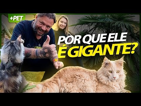 MAINE COON, DE ONDE SURGIRAM ESSES GATOS ENORMES? | RICHARD RASMUSSEN