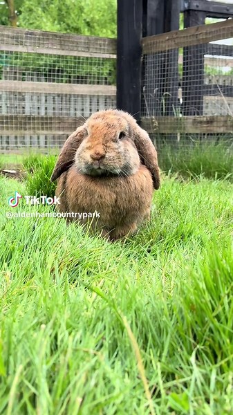 Discover the Joy of Aldenham Country Park