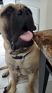 He'd like to make a counterargument 🐶 #afv #funnyvideos #dogs | America's Funniest Home Videos