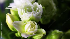 Spring flowers opening. Beautiful Spring blossom open timelapse, extreme close up. Time lapse of Easter fresh pink blossoming closeup. Blooming backdrop on black 4K UHD video