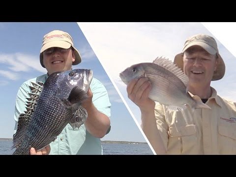 Drop shot and jigging combo for sea bass and scup