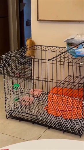 WHIMSY PAWS on Instagram: "Superhero Mode: ON ⚡😳#rabbit #petrabbit #rabbitlover #houserabbit #giantrabbit #rabbitlovers #rabbitchallenge #rabbitlife #rabbitworld #bunnies #rabbits #cute"