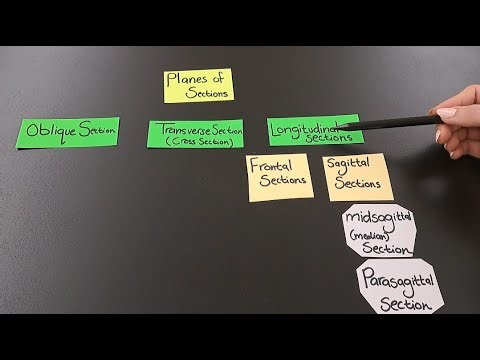 The 4 Anatomical Planes of Sections