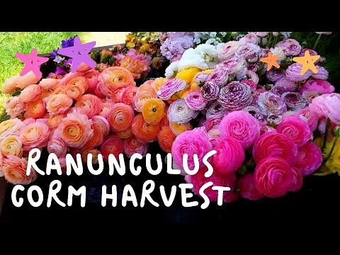 Harvesting Ranunculus Corms!