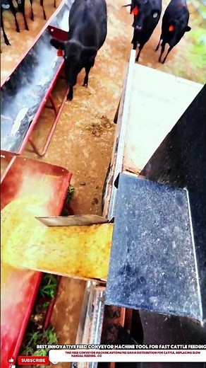Best Innovative Feed Conveyor Machine Tool for Fast Cattle Feeding