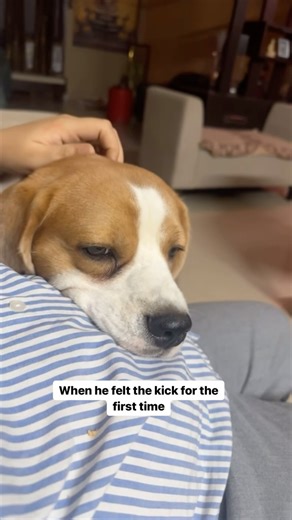 2.3M views · 10K reactions | Wait for what he did after the kick!! Abi se hi we can see the nok jhok between the siblings!! #pregnancy #dogreels #doodlethebeagle #relatable | Doodle | Facebook