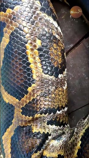 The Making of a Titan: This Python's Size is Beyond Belief!