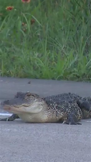 'Major' gator takes a Friday night stroll in SETX