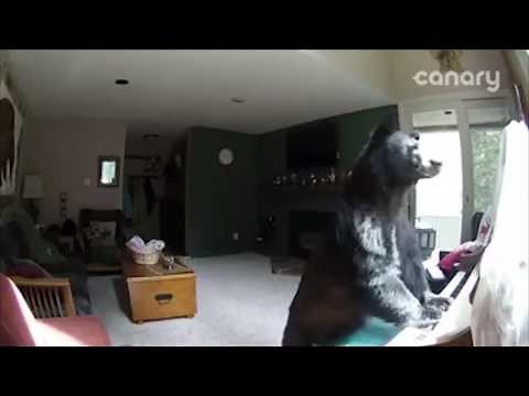 Bear Breaks Into Colorado Home, Plays Piano