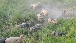It's Playtime For These Rambunctious Piglets
