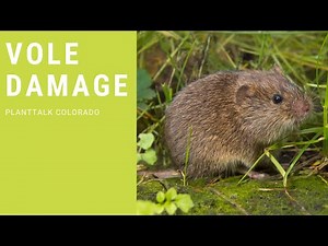 PlantTalk: What does vole damage look like?