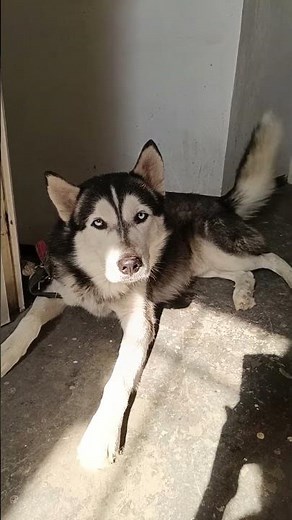 🖤🩶🤍 bebe lobo