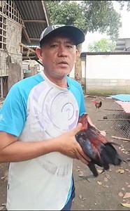 Boston/Gilmore #gamefowl #gamefowlbreeder #breedingseason2025 #breedingpurposesonly | Dlm Showfowl