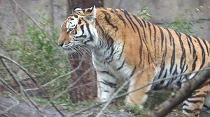 Siberian tiger wildlife scene, wild cat, nature habitat.
