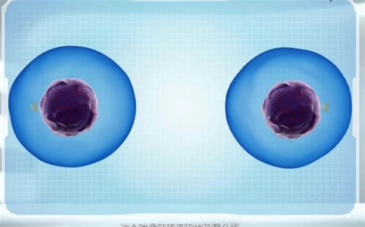 细胞分裂过程中染色体变化（大学版）