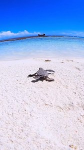 And then coo-coo-ca-choo, they find their way back to the big 'ol blue 💙✨⁠ 📷️: Mitchell Pettigrew Photography | Heron Island