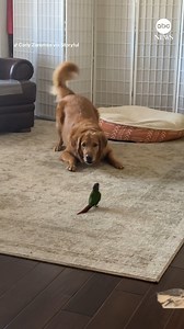 A California woman captured the adorable moment her golden retriever and parakeet began to "become friends." | ABC News