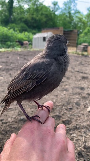 Love them or hate them, the resourceful starling is here to stay, so we might as well learn about them! #wildliferehab #wildliferescue #europeanstarling #starling #starlings #animalfacts #learntok #wildlifeeducation #invasivespecies
