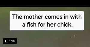 That fish is a bit ambitious for such a little one. - Video