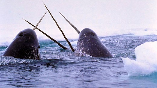 The Dark Reason Why You Never See Narwhals In An Aquarium