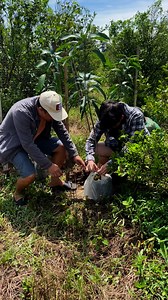 Planting Mango Tree for NSTP with the student from MAPUA University Manila❤️ #MagsasakangPilipino #TuloyTuloyLangTayo #buhayprobinsya #followersreelsfypシ゚viralシfypシ゚viralシalシ #farming | Mang Berto Farm