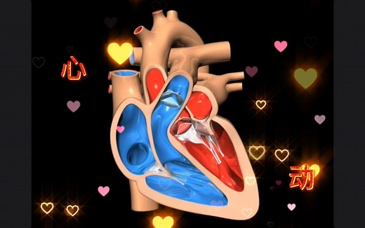 我们的心脏是如何跳动的—超清晰3D模拟人体血液循环