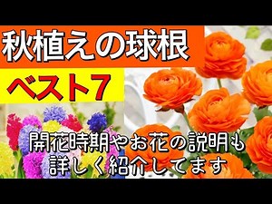 【ガーデニング】これから植えても間に合う秋植え球根ベスト7【春の花】球根の植え込み時期と開花時期もわかりやすく説明！可愛いお花がたくさん咲きますよー【園芸】秋植えの花