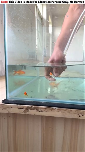 Aquarium Fish 🧬🐠~ miniwood toy-wood working art skill wood / handcrafts #gamtng​