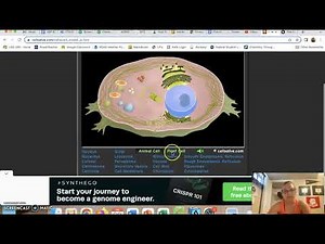 Cells Alive - Technology 5