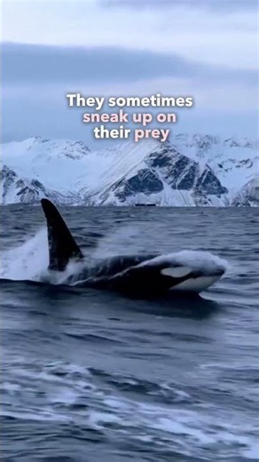 5+ incredible orca facts you HAVE to know🫍