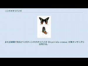 ニシキオオツバメガ