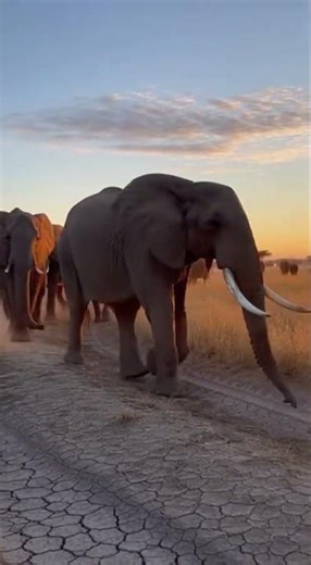 Majestic Elephant Migration at Dawn #Elephant #shorts