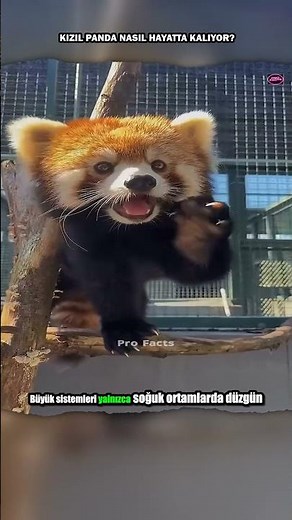 Kızıl Panda nasıl hayatta kalıyor #shorts