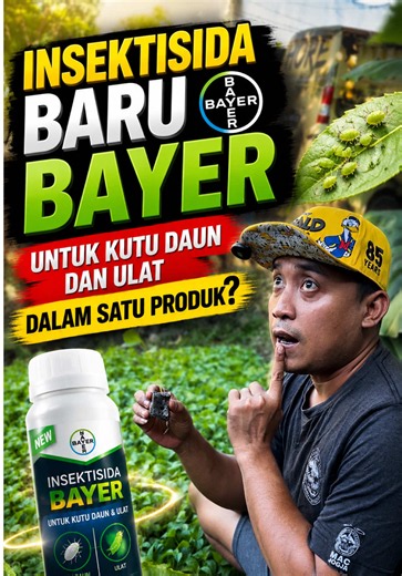 Insektisida Baru Dari Bayer Yang Mempunyai Spektrum Luas Untuk Pemgendalian Kutu Daun Dan Ulat Dalam Satu Produk #camalus #cantikmanismulus #cuanterus #bayer