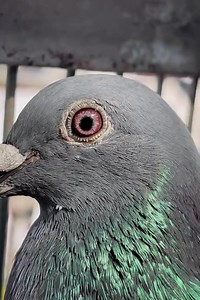 24K views · 1K reactions | Most beautiful pigeon #racingpigeons | Ashikur Rahmans pigeons collection | Facebook