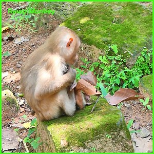 Screams of Betrayal as a Baby Monkey Struggles to Survive its Mother’s Ruthless Attack | RESEP Monkey