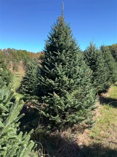 We can’t wait to see you for opening weekend this Friday! We’ll be open from 9 AM to 4 PM Friday/Saturday/Sunday for the next three weekends. Check out our new field of beautiul 6’-9’ Balsam and Fraser Fir - never before cut! Get all the details at CutYourOwn.com and don’t forget tag us on Instagram: @stacytreefarm | Stacy Tree Farm