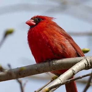 147 reactions · 17 shares | Breathtakingly red in both summer and winter, northern cardinals are fascinating birds. ❤️  Learn more about these beauties in our video! | Birdbuddy | Facebook