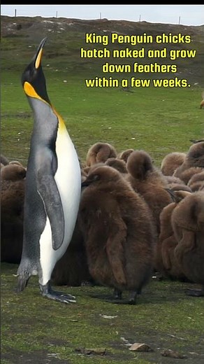 King Penguin chick talk 🐧 Penguin Calls, Sounds & Symbolism🐧
