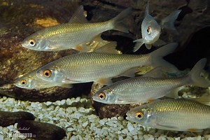 Common roach - Alchetron, The Free Social Encyclopedia