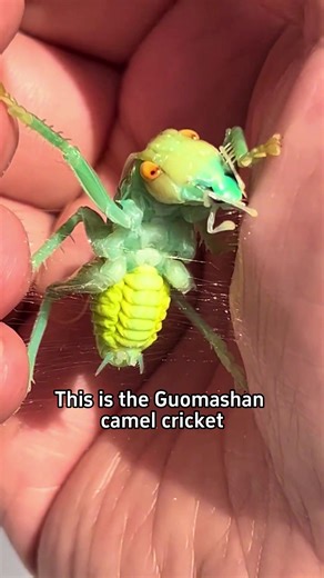 Does this type of spider bite?#science #popular #usa #spider | Spiders