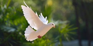 Captivating Flight of a White Dove in Nature