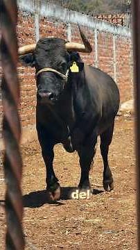 EL TORO DE LIDIA EN EL JARIPEO DE TOROS DE REPARO 🥵🔝